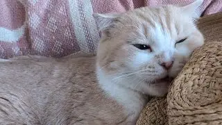 Catmay and straw hat