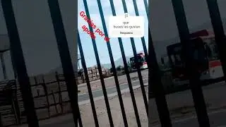 buses red
