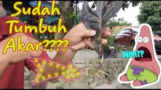 HASIL STEK DAUN PURING DENGAN MEDIA AIR