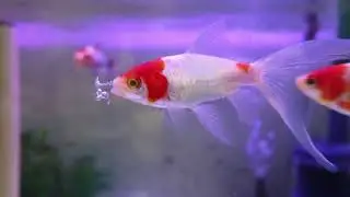 SMALL TOWN TOKYO JAPAN WALKABOUT CREEPY TOY STORE FISH KOI JERSEYMEETSJAPAN