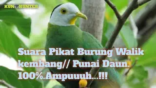 Suara pikat Burung walik kembang//Utun