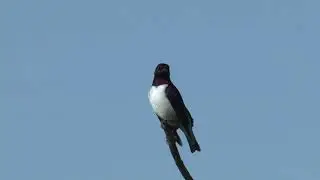 An unbelievable bird &ndash; an iridescent male Violet-backed Starling displaying