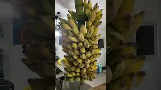 How to ripen banana at home
