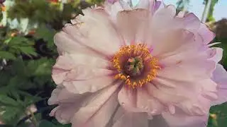 bee   Relaxing (4K UHD) -  Music Along With Beautiful Nature Videos - 4K Video HD