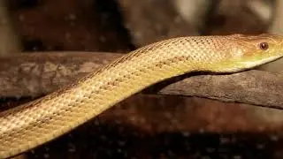 Facts About the Yellow Rat Snake That'll Leave You Flabbergasted