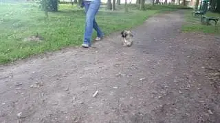 Lhasa apso The Tibetan Pride