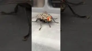 Flesh fly