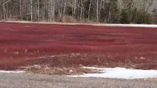 Blueberry Lane