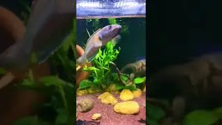 Mr two face ☠️ channa Sp Fire and ice 🔥❄️#snakehead #channidae #firenice