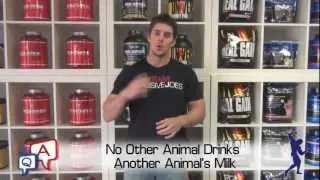 Is It Best To Mix Your Protein Powder With Water or Milk? MassiveJoes.com MJ Q&A Lactose