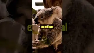Discovering Aardwolf | Nature's Nighttime Marvel | Wildlife Wonders