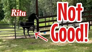 Rescue Horse Jumps Gate To Be With Friends