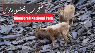 Khunjerab National Park | Karakoram | پاکستان کے بڑے نیشنل پارکس | Wildlife Reserves of Pakistan
