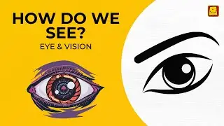 How do we see? l Eye and Vision