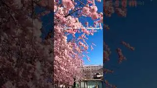 Cherry Blossom | Stockholm | Sweden🇸🇪 #blossom #sakura #stockholm #petals #spring #cherry #summer