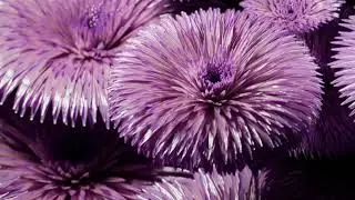 Beautiful Relaxing Music for Stress Relief ~ Calming Music ~ Meditation, Relaxation, Sleep, Spa