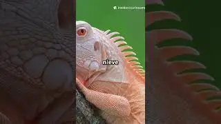 &iexcl;Lagartos Albinos: Criaturas de Otro Mundo!