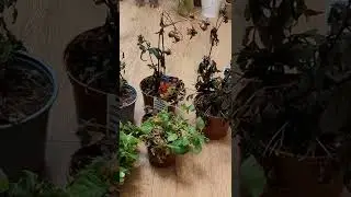 🥀 Free plant rescue from Wickes ✅ #plantsngardens 🌱 #plantrescue #wickes #plants #gardens #zerowaste