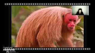 THE HUAPO COLORADO OFICIAL 1
