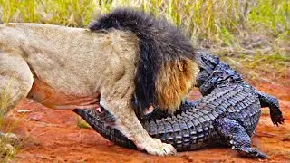 Frente a Frente Majestuoso Le&oacute;n se Enfrenta al Poderoso Cocodrilo Fuera del Agua