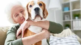 How To Make Your Dog An Emotional Support Dog