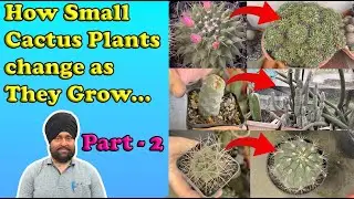 How Small Cactus Plants Change as They Grow | Comparison Guide | Part 2