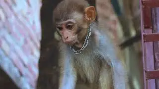 Smart Baby Monkey village and forest All amimals duck rabbit chaken viral videos typing 2022