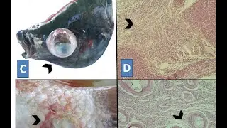 La tilapia con Streptococcus cuando se mantienen en jaulas en comparación con estanques