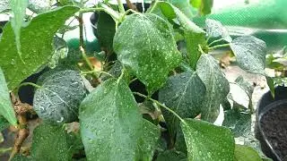 Hedera hibernica &acute;Zorgvlied&acute;