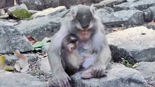 Monkeys are fading away. We must act now. 🐒💔 #SaveTheMonkeys #EndangeredSpecies