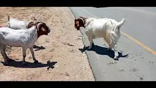 Billy Goats  Fighting In The Street