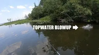 Sight Fishing a Northern Snakehead - Topwater Blowup