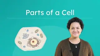 Parts of a Cell - Functions of Cell Organelles Explained