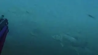 Pesca Sub - BRANCONI DI SPIGOLE E PESCI INVERNALI