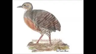 Especie #001 Tinam&uacute; canelo o perdiz (Crypturellus cinnamomeus)