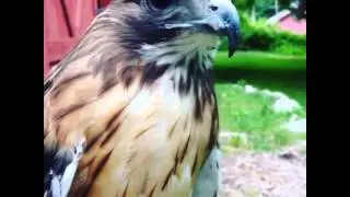 Red Tail Hawk Scream