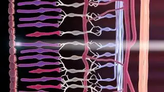 Rods and Cones