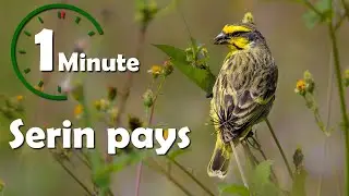 Une minute pour oiseau : Serin pays (serin du Mozambique) - Yabalex