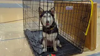 Mega Adoption Event at the Havert L. Fenn Center