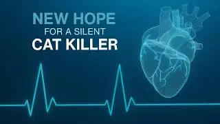 HCM, proBNP & A New Cat Heart Treatment: Felycin-CA1