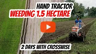 HAND TRACTOR WEEDING 1.5 HECTARE OF PAPAYA PLANTATION