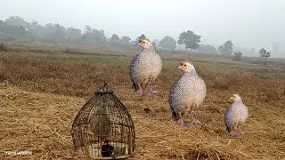 Jungle Teetar voice Nar hunding sound grey francolin voice partridge voice madi teetarawaaz no1titer