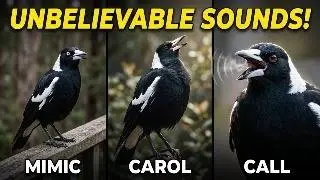 Nonstop Australian Magpie Sounds and Calls | Unbelievable Magpie Singing!