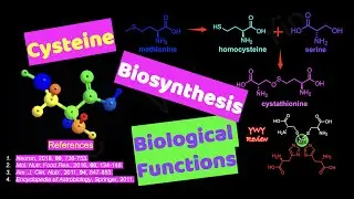 Cysteine, Semi-essential Amino Acid, Biosynthesis, Biological Functions.