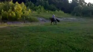Tiny- 2 year old mare Trail Pleasure