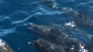 The Beautiful State of Hawaii | Maui Vacations