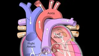 How to Draw // Human Heart Diagram Drawing // easy step by step for 10 class