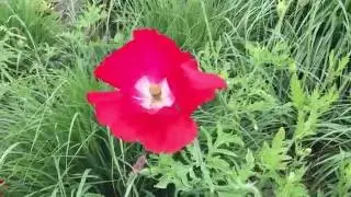 California Poppy (Eschscholzia Californica Red Chief) #poppy #redchief #eschscholzia #californica