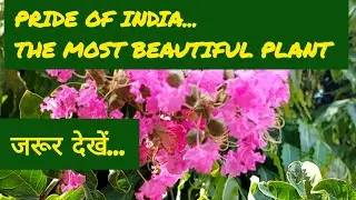 A FABULOUS  Plant : Pride of India #sgyv #nature #yt #prideofindia #Plant #video