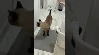 MI &Eacute; ARRIVATA LA LETTIERA AUTOMATICA!